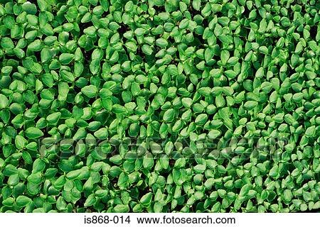 Picture - Seedlings in a greenhouse. Fotosearch
