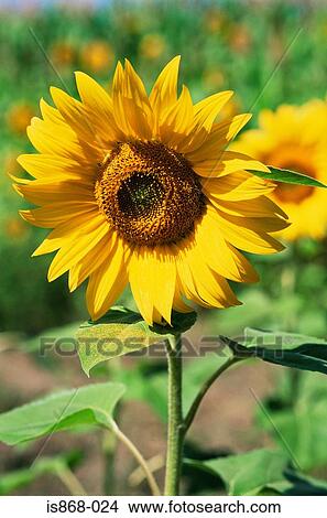 Sunflower View Large Photo Image Picture - Sunflower. Fotosearch