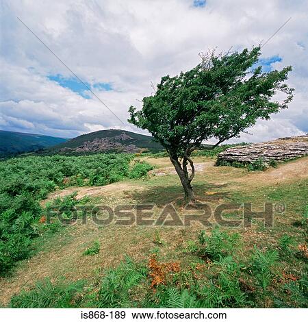 Stock Photo - Tree on dartmoor. Fotosearch