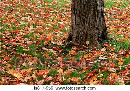 Stock Photograph - Tree trunk and autumn leaves. Fotosearch
