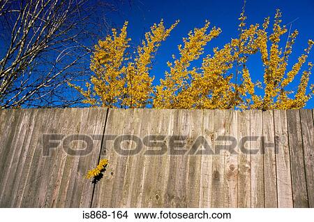 Trees over a fence View Large Photo Image Picture - Trees over a fence. Fotosearch
