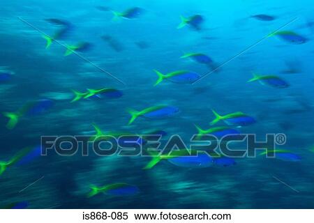 Stock Photography - Tropical fish in ocean. Fotosearch
