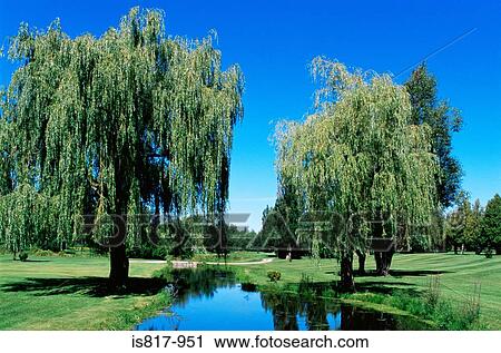 Weeping willow trees on a golf course View Large Photo Image Stock Image - Weeping willow trees on a golf course. Fotosearch