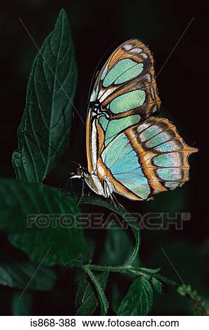 Stock Photo - A butterfly perching on a leaf. Fotosearch