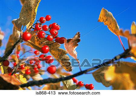 Autumn berries View Large Photo Image Stock Image - Autumn berries. Fotosearch