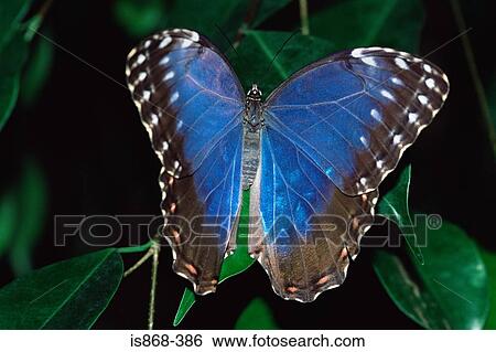 Stock Photograph - Blue butterfly on a leaf. Fotosearch