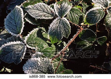 Stock Photography - Frost on bramble leaves. Fotosearch