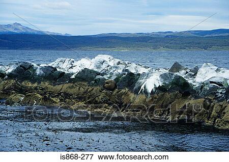 Fur seal on isla de los lobos View Large Photo Image Stock Photo - Fur seal on isla de los lobos. Fotosearch
