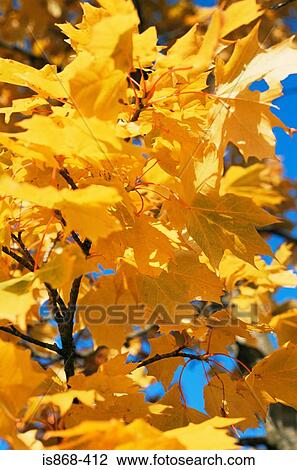 Golden autumn leaves View Large Photo Image Stock Image - Golden autumn leaves. Fotosearch
