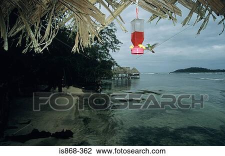 Hummingbird on isla carenero View Large Photo Image Stock Image - Hummingbird on isla carenero. Fotosearch