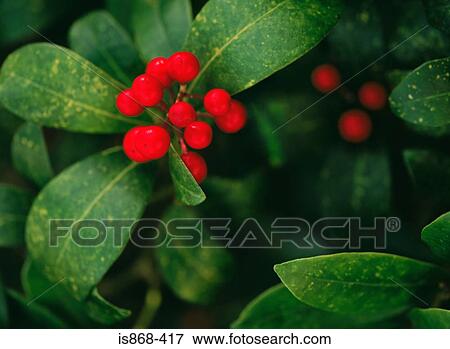 Red berries View Large Photo Image Stock Photo - Red berries. Fotosearch