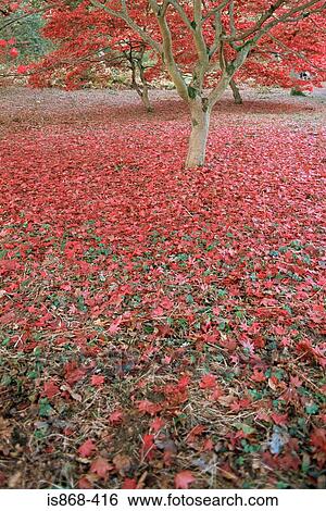 Stock Photograph - Red leaf maple tree. Fotosearch