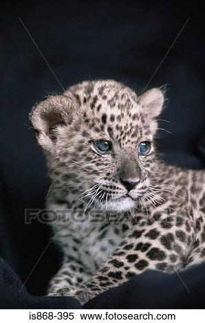 Snow leopard cub View Large Photo Image Stock Photography - Snow leopard cub. Fotosearch