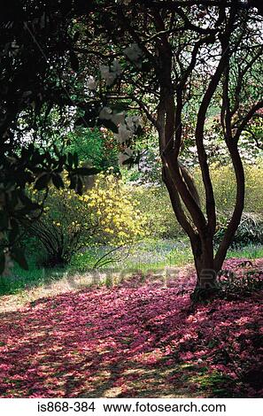 Tree and spring blossom View Large Photo Image Picture - Tree and spring blossom. Fotosearch