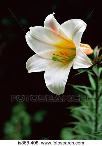 White lily View Large Photo Image Stock Photo - White lily. Fotosearch
