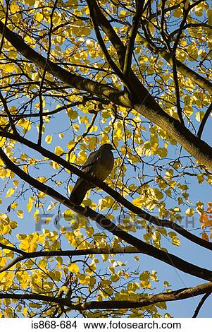 A pigeon perching View Large Photo Image Picture - A pigeon perching. Fotosearch