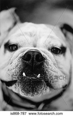 Stock Photo - American pit bull. Fotosearch