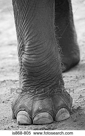Stock Photography - An elephants feet. Fotosearch