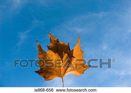 Stock Photograph - Autumn leaf. Fotosearch