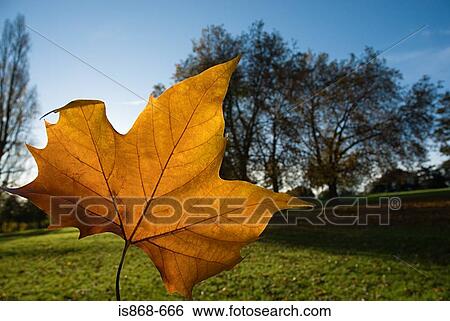 Autumn leaf View Large Photo Image Stock Photograph - Autumn leaf. Fotosearch