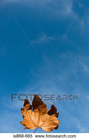 Stock Photography - Autumn leaf. Fotosearch