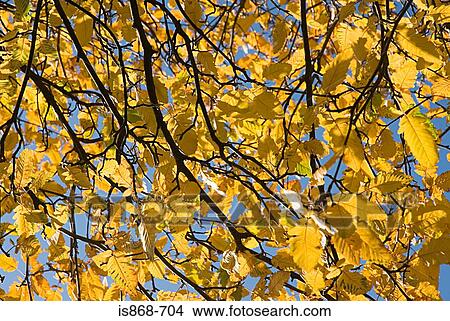 Autumn leaves on a tree View Large Photo Image Picture - Autumn leaves on a tree. Fotosearch