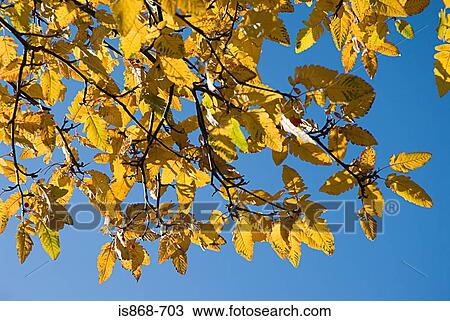 Autumn leaves on a tree View Large Photo Image Stock Image - Autumn leaves on a tree. Fotosearch