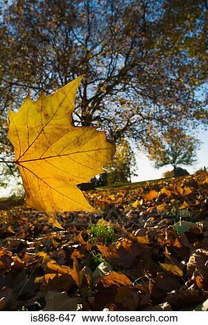 Autumn leaves View Large Photo Image Stock Photo - Autumn leaves. Fotosearch