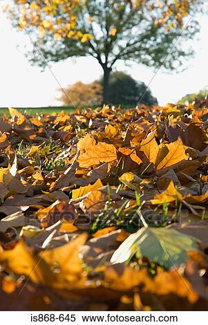 Stock Photography - Autumn leaves. Fotosearch