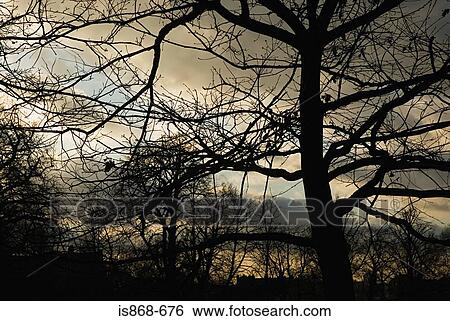 Stock Photograph - Bare tree. Fotosearch