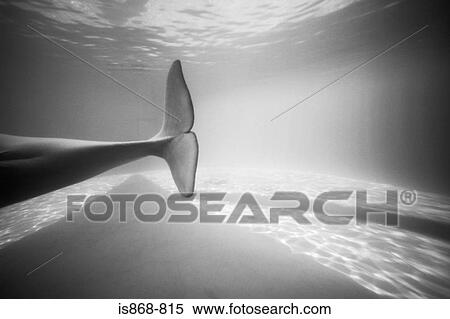 Beluga whales tail View Large Photo Image Stock Photography - Beluga whales tail. Fotosearch