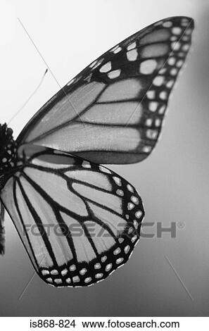 Butterfly View Large Photo Image Picture - Butterfly. Fotosearch