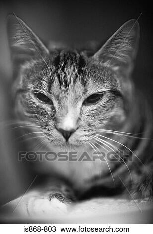 Stock Image - Cat. Fotosearch