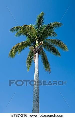 Stock Photograph - Coconut palm tree. Fotosearch