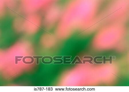 Defocused flowers View Large Photo Image Stock Image - Defocused flowers. Fotosearch
