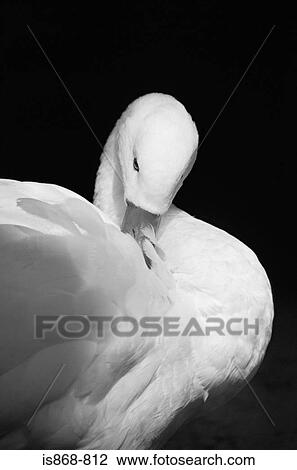 Duck View Large Photo Image Stock Image - Duck. Fotosearch