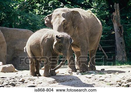 Picture - Elephant and her calf. Fotosearch
