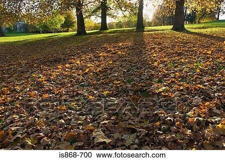 Fallen autumn leaves View Large Photo Image Stock Image - Fallen autumn leaves. Fotosearch