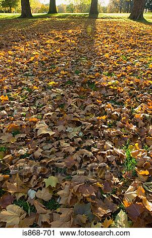 Fallen autumn leaves View Large Photo Image Stock Image - Fallen autumn leaves. Fotosearch
