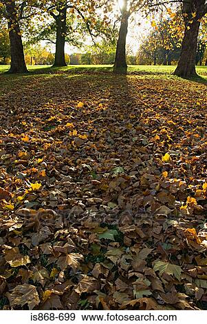 Fallen autumn leaves View Large Photo Image Stock Photo - Fallen autumn leaves. Fotosearch