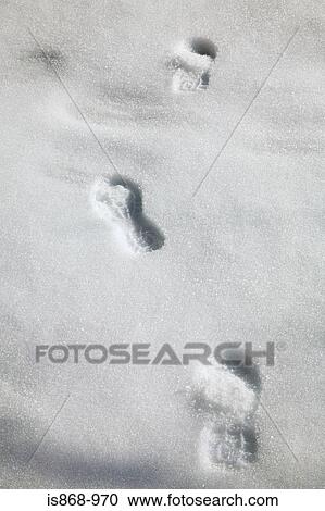 Footprints in snow View Large Photo Image Stock Image - Footprints in snow. Fotosearch