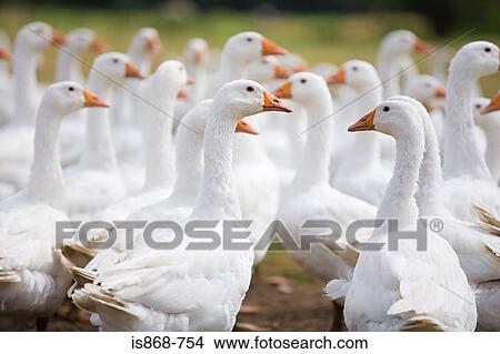 Picture - Geese. Fotosearch