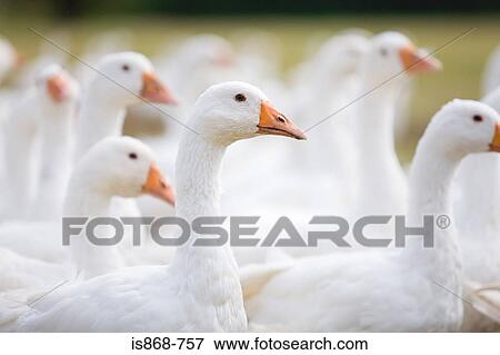 Geese View Large Photo Image Stock Photo - Geese. Fotosearch