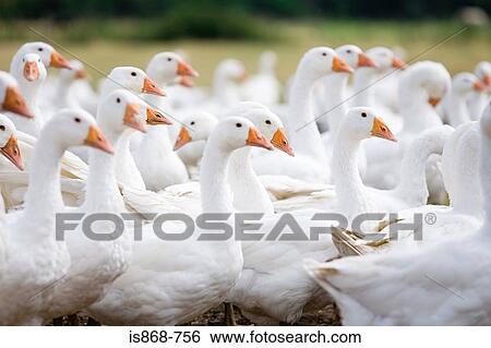Stock Photograph - Geese. Fotosearch
