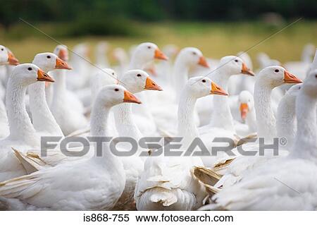 Geese View Large Photo Image Stock Photography - Geese. Fotosearch