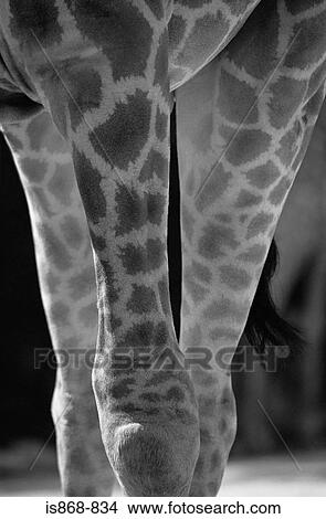 Giraffes legs View Large Photo Image Picture - Giraffes legs. Fotosearch