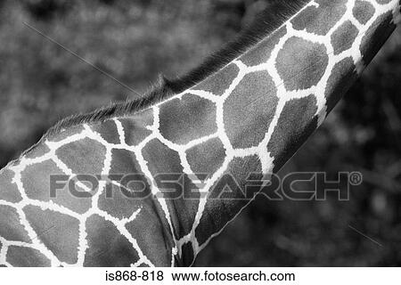 Giraffes neck View Large Photo Image Stock Photo - Giraffes neck. Fotosearch
