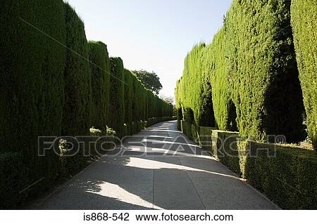 Stock Image - Hedge lined path. Fotosearch