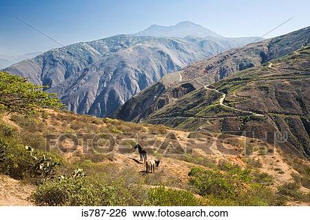 Stock Photograph - Horses on the andes. Fotosearch