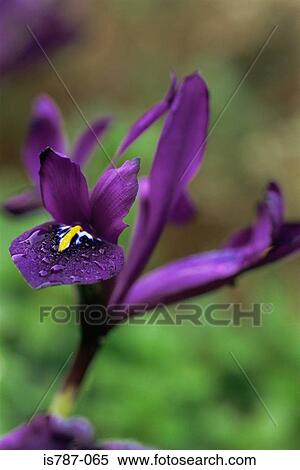 Stock Photography - Miniature iris. Fotosearch